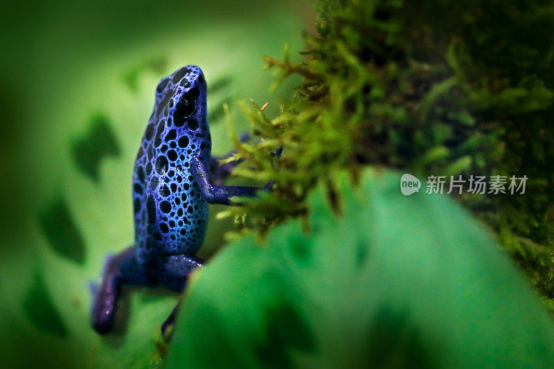 Dendrobates tintorius 'True Sipaliwini'，染毒箭蛙，蓝蛙在热带自然。来自巴西的野生动物场景。绿色苔藓上的有毒两栖动物。丛林里的珍奇动物。